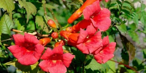 Ukorjenjivanje kampsisa: zimska otpornost, opis, fotografija, recenzije